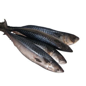 Pescado Congelado: Caballa del Pacífico - Proveedor Mayorista de Caballa del Pacífico - Product Image 4