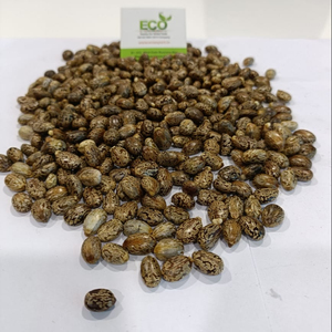 Graines ou huile de ricin disponibles, riches en triglycérides et en ricinoléine - Product Image 1