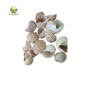 Coquille de thon tachetée naturelle, écologique, polie à la main, décoration d'intérieur, souvenirs de plage, pour collectionneurs, OEM - Product Image 6