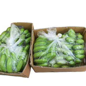 Fornecimento de banana verde Cavendish fresca com qualidade de exportação premium