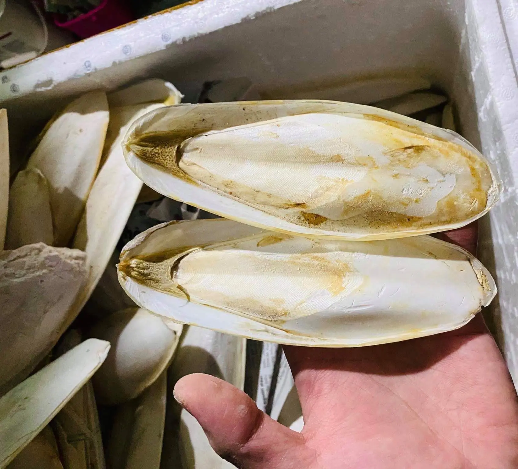 Sorprendente precio barato: hueso de sepia limpio y sin roturas para alimentación de aves y exportación a las mejores tarifas de Vietnam