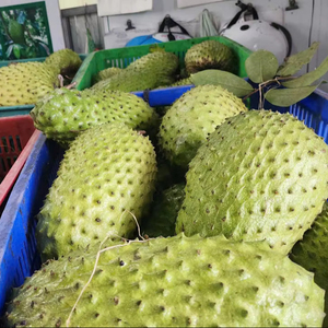 Vietnam IQF Organic Guyabano Fruit And Frozen Graviola Soursop And Sliced Guanabana Quality Product At Competitive Price - Product Image 4