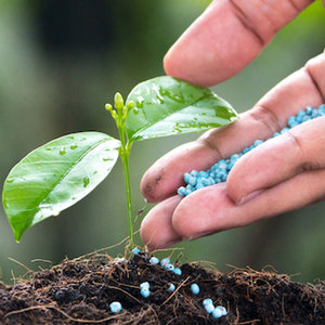 Engrais soluble de nitrate de prill de haute qualité pour l'agriculture Fournisseur en gros pour les plantes d'intérieur, les plantes succulentes et la culture hydroponique - Product Image 2