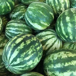 ครีมสันสดเนื้อแตงโมหวานฉ่ำสดครีมสันแตงโมตัวเลือกที่ดีที่สุดสำหรับขายส่งจำนวนมาก - Product Image 1