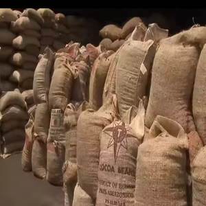 Granos de cacao puros naturales orgánicos 100% de Malasia con precio asequible - Product Image 4