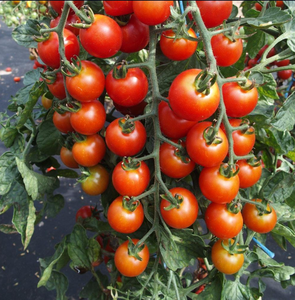 Small Red Cherry Tomato NON-GMO Organic High Yield Fresh Crop - Product Image 5