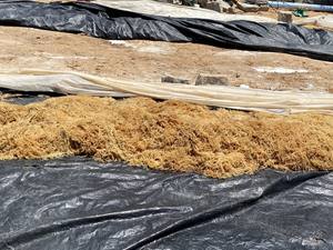 Piezas de algas marinas secas de musgo marino ideales para hornear y aplicaciones culinarias hechas en Vietnam - Product Image 3