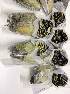 100% feuilles de corossol séchées au soleil biologiques naturelles et fraîches du Viet Nam - Product Image 2