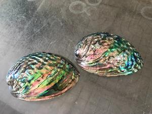 olished Vietnam <b>Abalone</b> <b>Shell</b> Superior Decorative Piece, Iridescent <b>Abalone</b> <b>Shell</b> with Shimmering Gloss and Unique Ocean Texture - Product Image 2