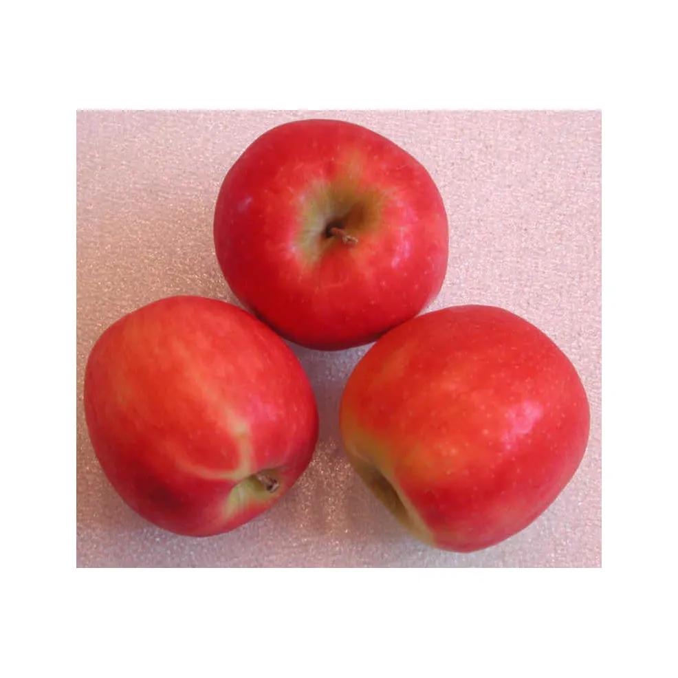 New Crop Fresh Pink lady apples Fruit Fresh Pink lady apples Factory Price Wholesale Supplier Apple Fresh