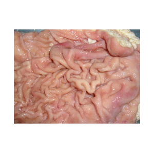 El abomaso de carne semicocida de buena calidad conserva su ternura natural y jugosidad. - Product Image 3