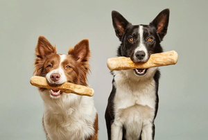 Jouet à mâcher interactif pour chien Eco2go Vietnam, écologique, 100% bois de café, sûr et non toxique - Product Image 3
