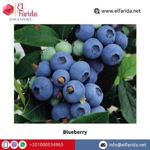 Calidad rica Venta caliente Delicioso sabor dulce Bayas frescas nutritivas 100% Arándano puro natural de Egipto al mejor precio - Product Image 2