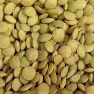 Organic Large Green <b>Lentils</b> For Sale - Product Image 6