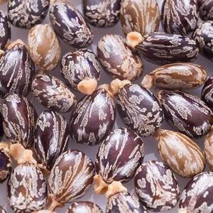 Graines de ricin à double langue de qualité supérieure pour l'extraction d'huile, export en vrac, Thaïlande, durée de conservation de 12 mois, valeur nutritionnelle saine - Product Image 2