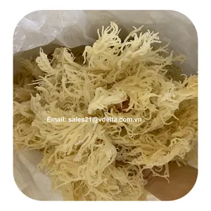 ¡ARTÍCULO CALIENTE! Musgo marino orgánico/Algas marinas de alta calidad del océano vietnamita // Sra. Lima - Product Image 1