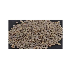 Graines de guar propres et séchées emballées pour les acheteurs et les fabricants internationaux - Product Image 4