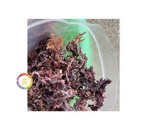 ผ้าฝ้ายแห้งมอสทะเลไอริชมอสแห้งจากเวียดนาม - Product Image 6