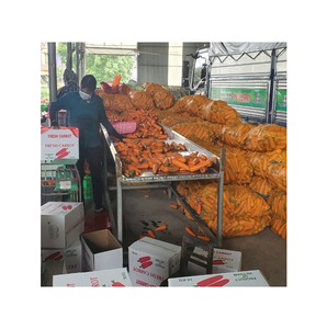 Wholesales Vietnam New Season Size M Lfresh <b>Carrot</b> Various Sizes to Choose - Reliable Vietnamese Supplier - Product Image 6