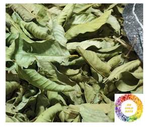 Proveedor superior Hoja de guayaba seca Bebida de bienestar a base de hierbas naturales Pedido a granel Hoja de guayaba seca pura de Vietnam Calidad Premium buenas ofertas - Product Image 4