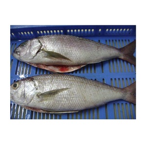 Approvisionnement en vrac, prix de gros, poisson entier congelé de haute qualité, snapper blanc, disponible à la vente - Product Image 1