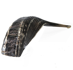 Corne de bélier 10.5 ''Shofar juif casher semi-poli fabriquée en Inde Artisanat naturel - Product Image 3