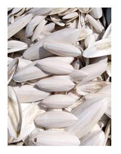 Hueso de sepia más vendido, hueso de sepia seco recortado de 13-18cm para pájaros, hueso de sepia seco de alta calidad para exportación - Product Image 6