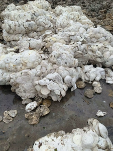 Látex de caucho natural en grumos de grado general, látex líquido crudo blanco al por mayor, calidad de exportación, proveedor - Product Image 4