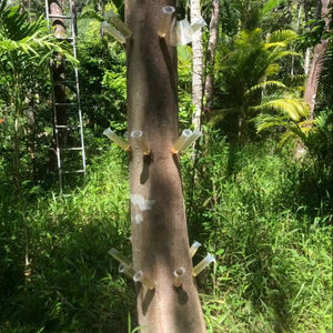 El significado espiritual del aceite esencial de madera de agar en rituales - Product Image 3