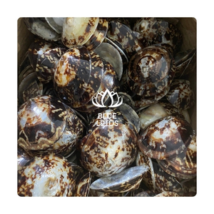 Coquille de limpet de qualité supérieure, d'origine marine pure, pour une utilisation professionnelle par les designers et comme outil de décoration artistique pour les expositions culturelles - Product Image 1