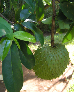 Feuilles de corossol du Vietnam / Ingrédient naturel pour le thé - Product Image 2