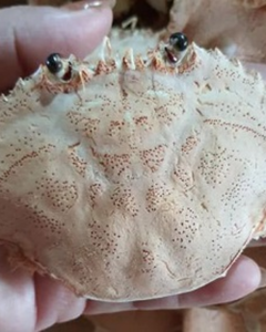 PREMIUM CRAB SHELL FOR <b>ANIMAL</b> <b>FEED</b> AND FERTILIZER - Product Image 6