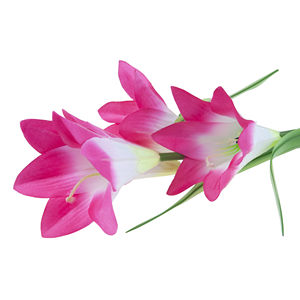 Solar flowers for garden balcony, lily <b>push</b>-in at dusk sensor - Product Image 5