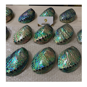 เปลือกหอยธรรมชาติสีเขียวหอยเป๋าฮื้อสำหรับตกแต่งบ้านหรือโรงแรม100% เปลือกหอยธรรมชาติซัพพลายเออร์จากเวียดนาม - Product Image 3