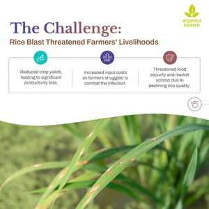 Meilleur produit agricole MagicGro Plus Promoteur de croissance du riz - Product Image 3