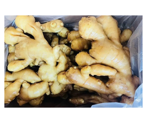 Racine de gingembre jeune du Vietnam de haute qualité - Gingembre pelé tendre pour la fabrication de bonbons et la production de tisanes - Product Image 1