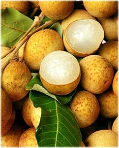 LONGAN ENLATADO TROPICAL, ALTA CALIDAD, SUMINISTRO AL POR MAYOR OEM - Product Image 5