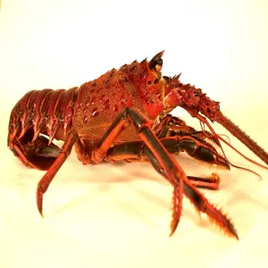 Low Price Frozen Lobster Frozen Lobster Tails Fresh Live Lobster Frozen Sea Food Lobsters Lobsters Tail Canadian Lobsters