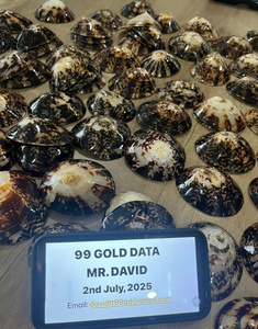 Limpet Shell Limpet Seashell Coquillages d'Allaitement Vente en Gros Eco Friendly Coquilles Décoratives Vietnam Exportation Quantité En Vrac - Product Image 6