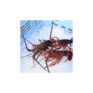 Langosta Espinosa japonesa capturada salvaje congelada con sabor delicado - Product Image 2