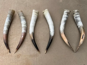 Auténtico Par de Cuernos de Búfalo Pulidos a Mano, Forma Natural Moderna, Decoración Náutica para el Hogar, Regalos de Boda Ecológicos, Saniya - Product Image 3