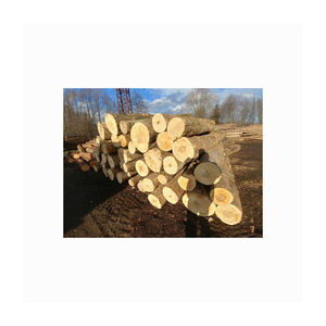 Bûches de hêtre en vrac à vendre, idéales pour le chauffage résidentiel et les brûleurs à bois commerciaux - Product Image 5