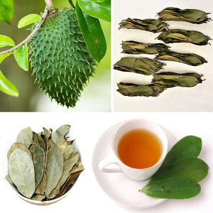 Hojas de Guanábana Secas a Granel para Té, Orgánicas y Naturales - Product Image 6