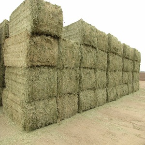 Nouveau Prix Raisonnable Qualité Supérieure Foin d'Alfalfa Foin de Timothy Prix de Gros - Product Image 4