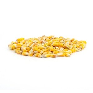 Organic <strong>Popcorn</strong> <strong>Maize</strong> | Non-GMO <strong>Popcorn</strong> <strong>Kernels</strong> - Product Image 2