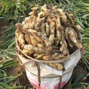 Grosir jahe segar jahe merah Harga jahe kering jumlah besar jahe segar ekspor dari pemasok Cina - Product Image 3