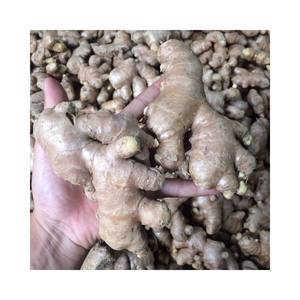 ขิงแห้งบดออร์แกนิค 99GD น้ำหนัก 0.5 กก. ราคาดีที่สุด อายุการเก็บรักษา 2 เดือน สำหรับเครื่องเทศ อาหารอินเดีย เอเชีย เวียดนาม ขายส่ง - Product Image 1