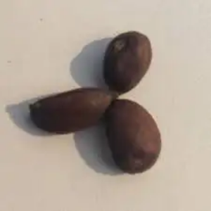 Graines de coton brut 100 % biologiques de qualité supérieure pour la fabrication de fil, respirantes et antibactériennes, vente en gros et au détail - Product Image 3