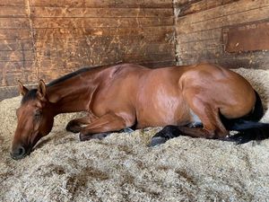 Aa Grade Bas Prix Bonne Qualité Repas De Tournesol En Gros Repas De Tournesol Pour L'alimentation Des Animaux - Product Image 3