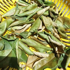 Hojas de limón secas solares saludables naturales a granel, hoja de Lima seca al sol con el precio más barato - Product Image 5